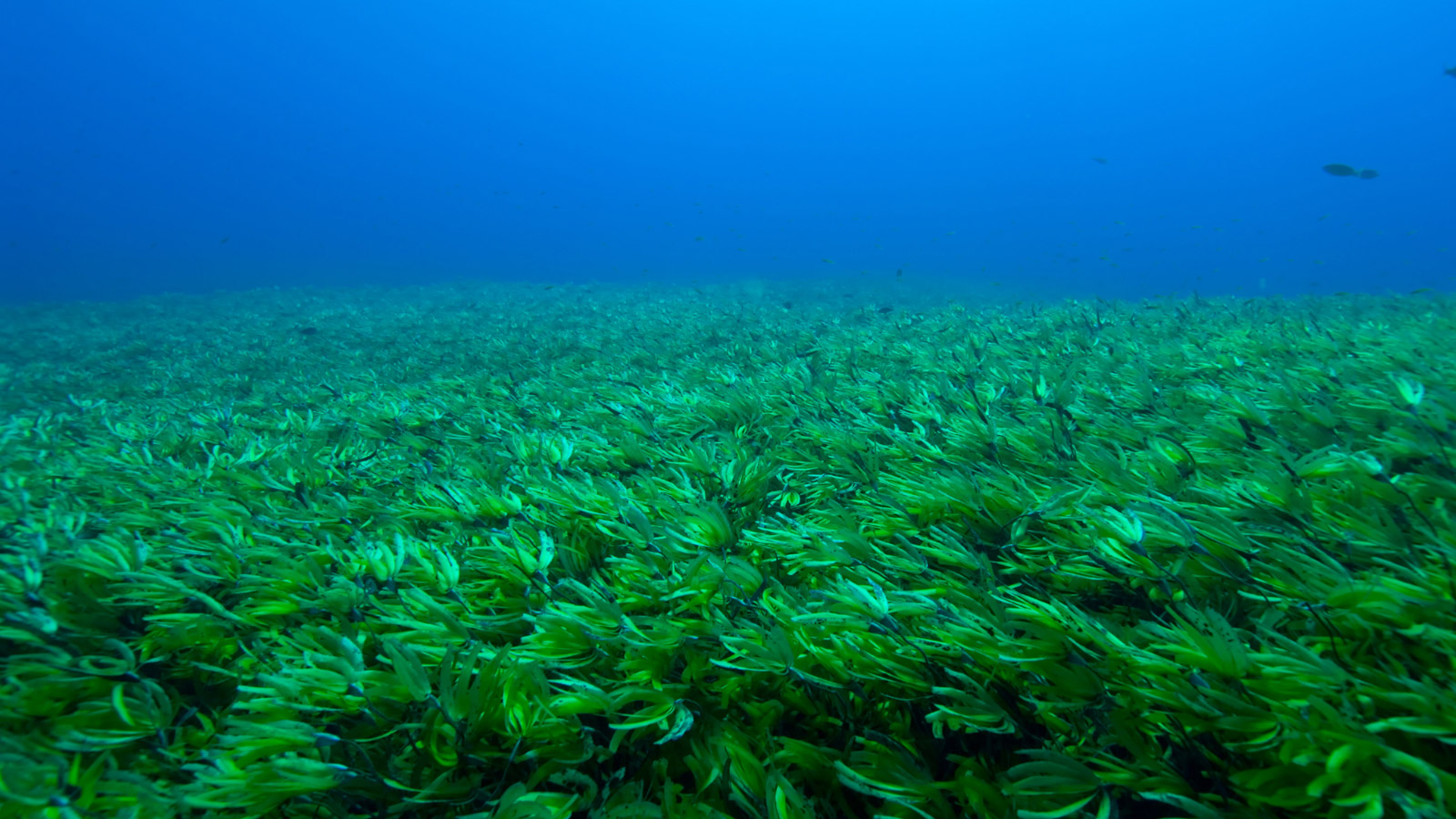 Seagrass on the ocean floor