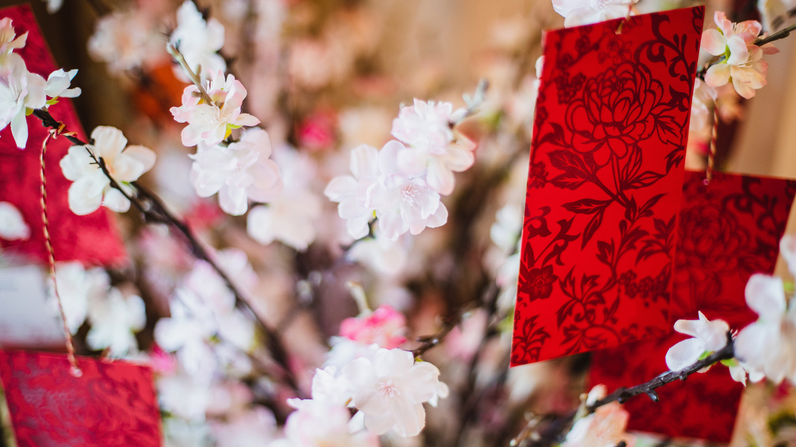 Red envelopes hang from the branch of a tree in blossom