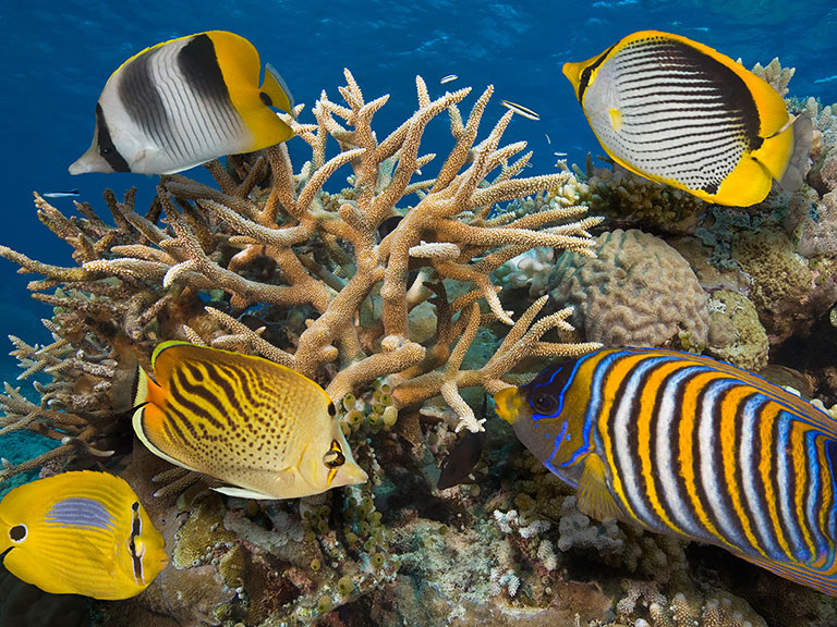 The Great Barrier Reef is under threat from climate change and poorer water quality