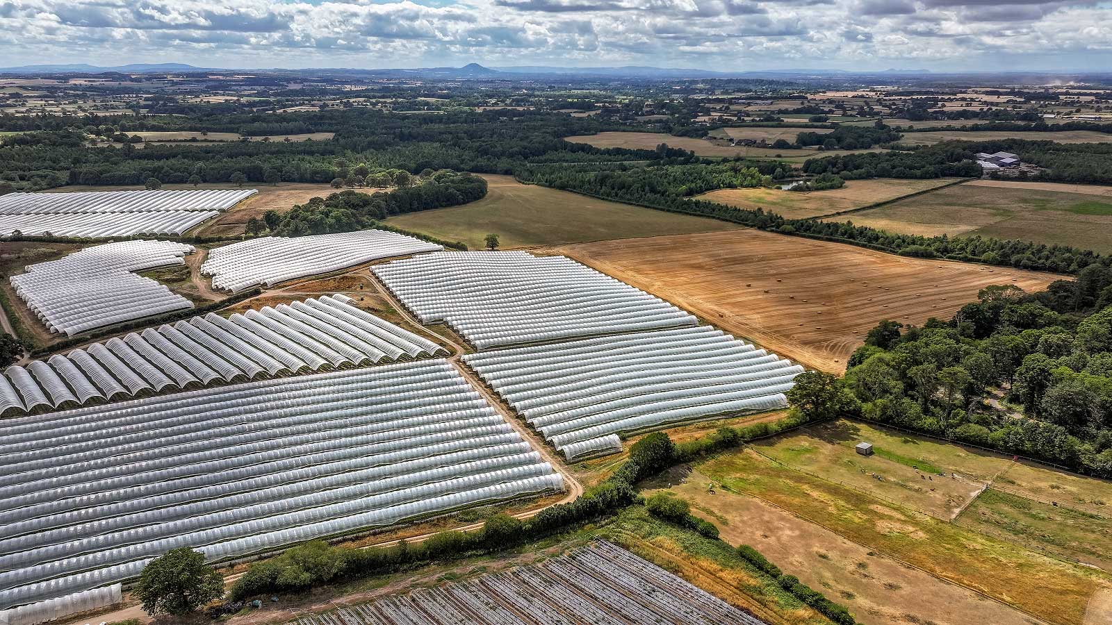 Aerial view of polytunnels and dry fields in the Staffordshire countryside, taken on 5 August 2026.